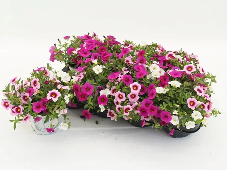 Калибрахоа D13 H15 - Calibrachoa Pink Paradise - Image 2