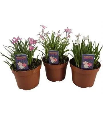 Родохипоксис D12 H15 - Rhodohypoxis mix
