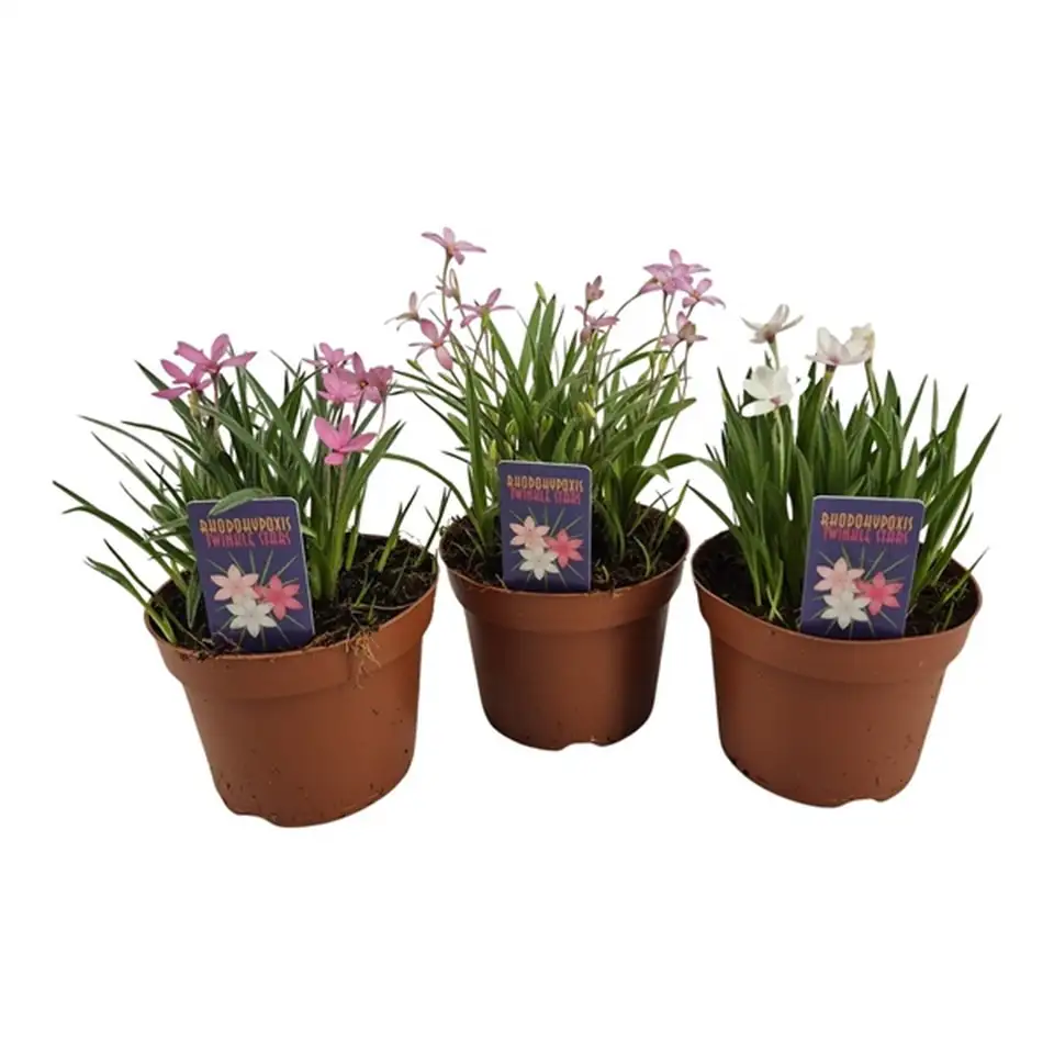 Родохипоксис D12 H15 - Rhodohypoxis mix
