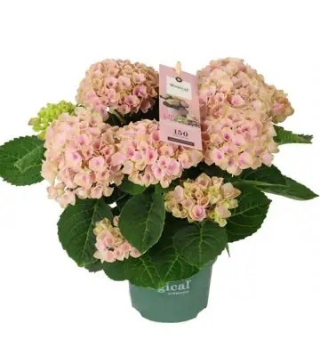 Хидрангеа D12 H35 - Hydrangea Magical Revolution Pink