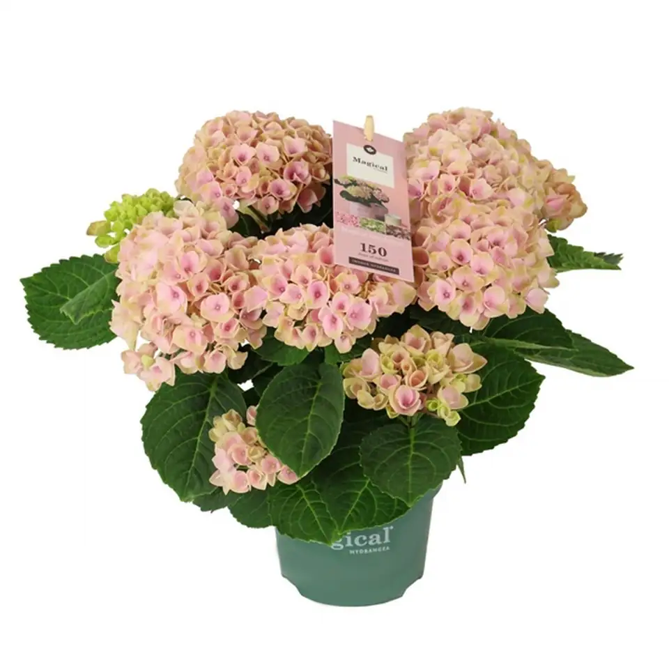Хидрангеа D12 H35 - Hydrangea Magical Revolution Pink