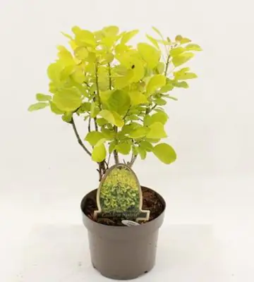 Котинус D20 H45 - Cotinus coggygria Golden spirit