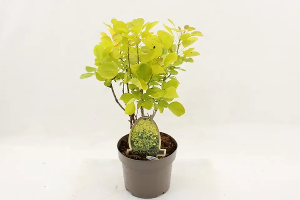 Котинус D20 H45 - Cotinus coggygria Golden spirit