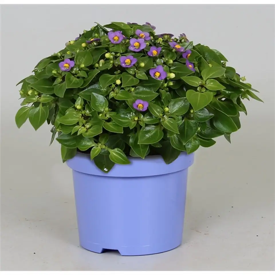 Екзакум D12 H20 - Exacum affine Blue Star