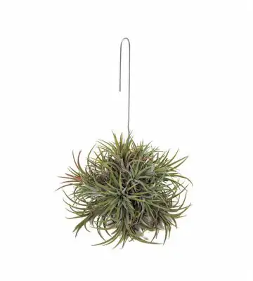 Тиландзия D15 H15 - Tillandsia Ionantha