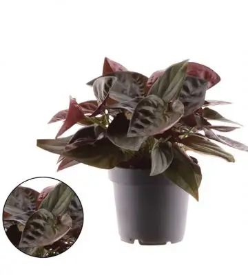 Сингониум D12 H25 - Syngonium Red Arrow