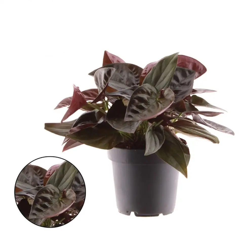 Сингониум D12 H25 - Syngonium Red Arrow