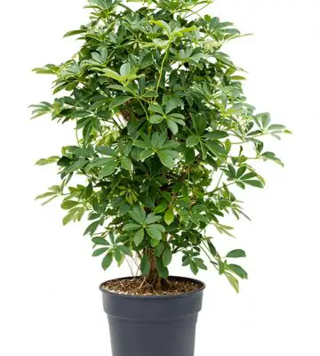 Шефлера D30 H100 - Schefflera Compacta