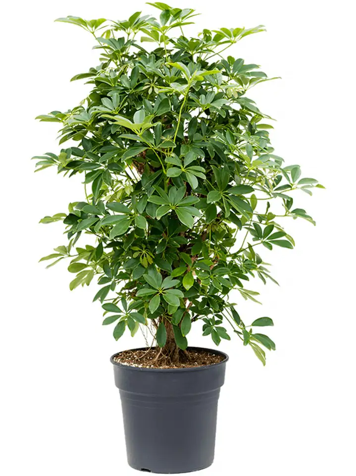Шефлера D30 H100 - Schefflera Compacta