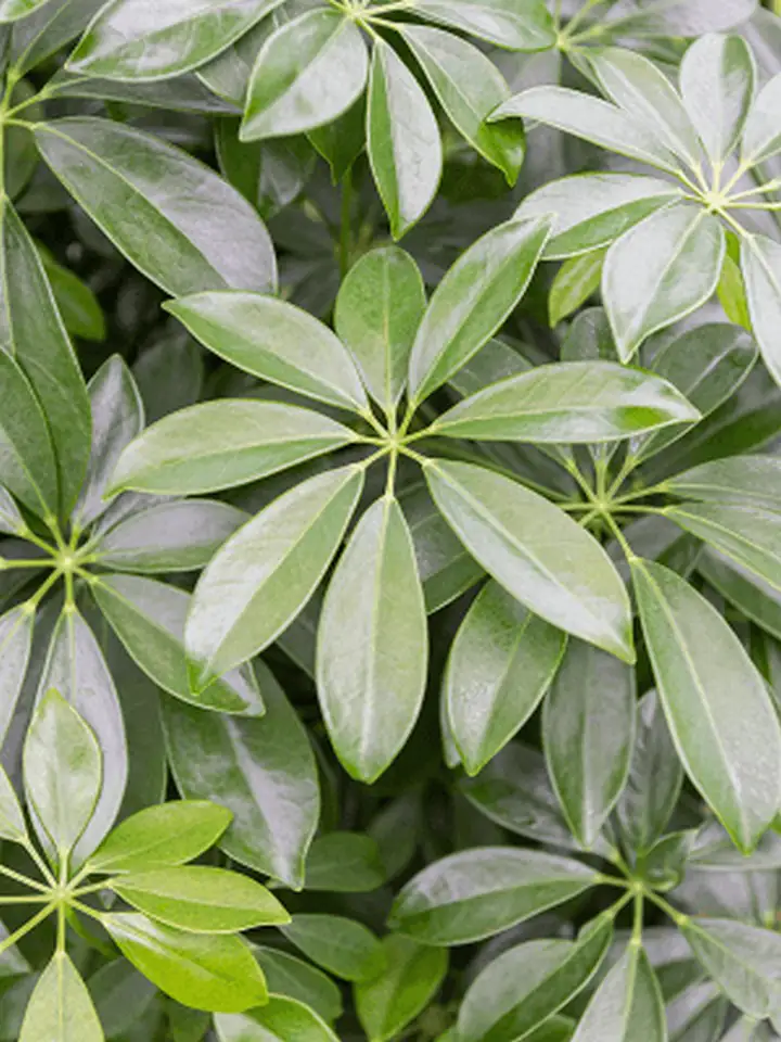 Шефлера D30 H100 - Schefflera Compacta - Image 2