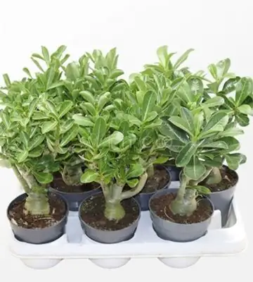 Адениум D10,5 H25 - Adenium obesum