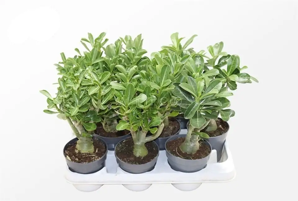 Адениум D10,5 H25 - Adenium obesum