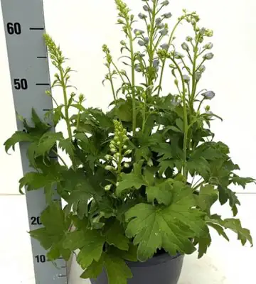 Делфиниум D26 H75 - Delphinium