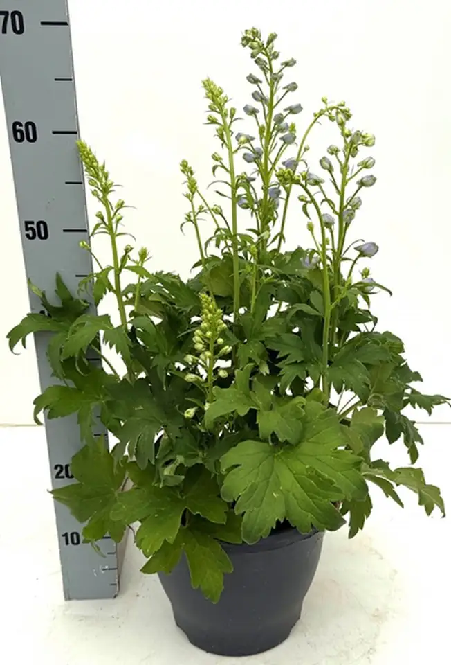 Делфиниум D26 H75 - Delphinium