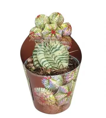 Еуфорбиа D6.5 H8 - Euphorbia Meloformis variegata