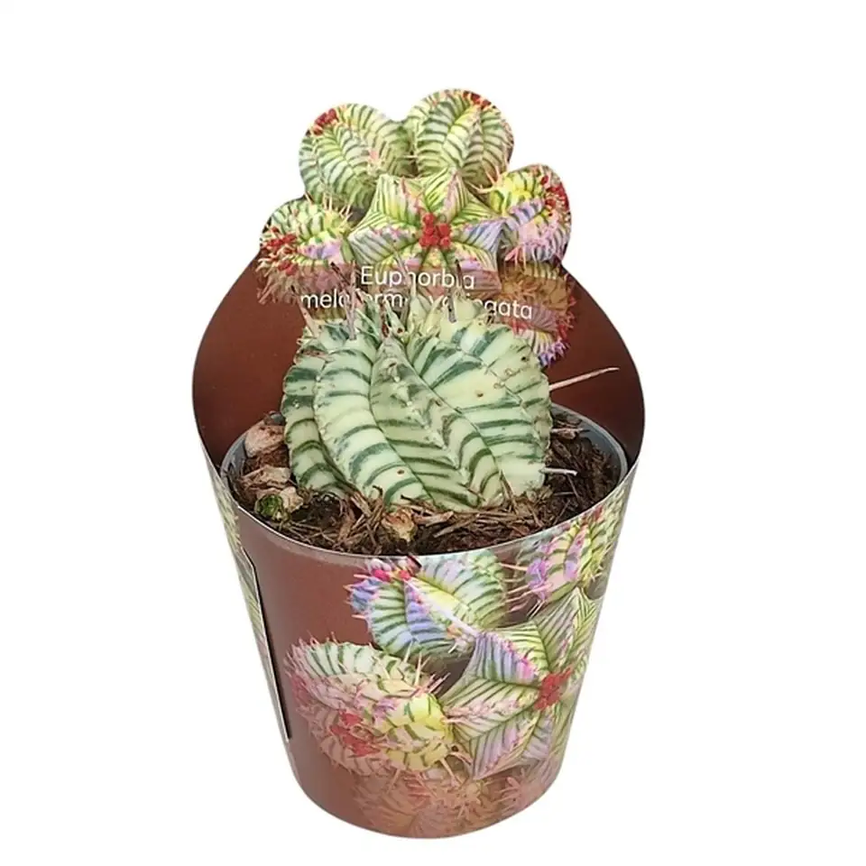Еуфорбиа D6.5 H8 - Euphorbia Meloformis variegata