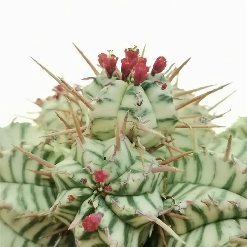 Еуфорбиа D6.5 H8 - Euphorbia Meloformis variegata - Image 2