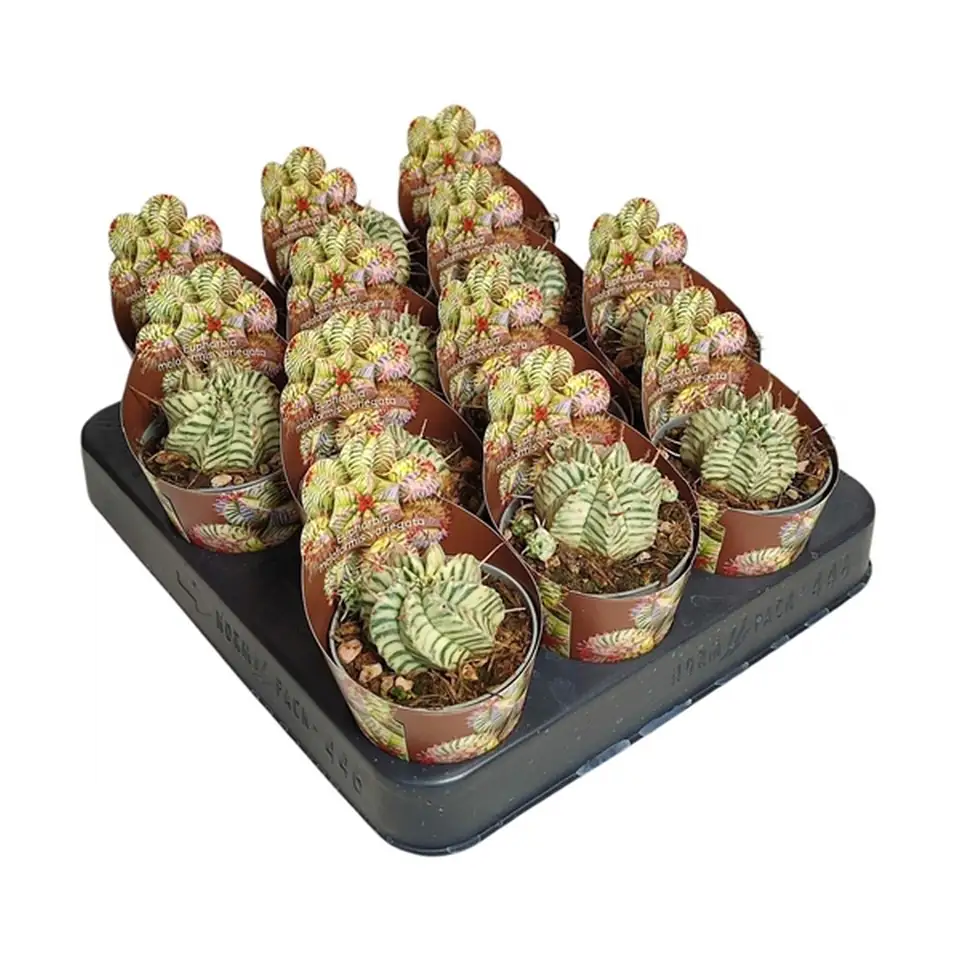 Еуфорбиа D6.5 H8 - Euphorbia Meloformis variegata - Image 3
