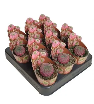 Кактус D6,5 H8 - Sulcorebutia Rauschii Violet