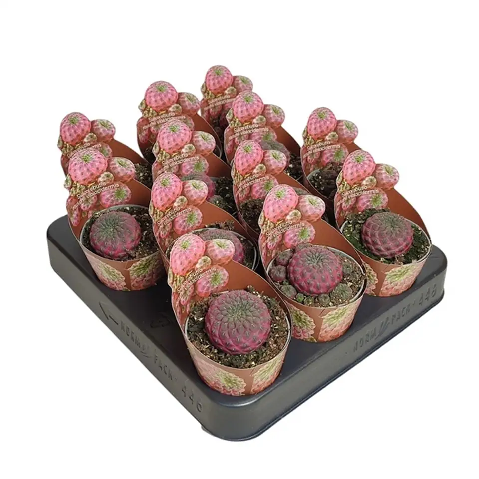 Кактус D6,5 H8 - Sulcorebutia Rauschii Violet