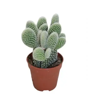 Кактус D5,5 H10 - Opuntia microdasys albata
