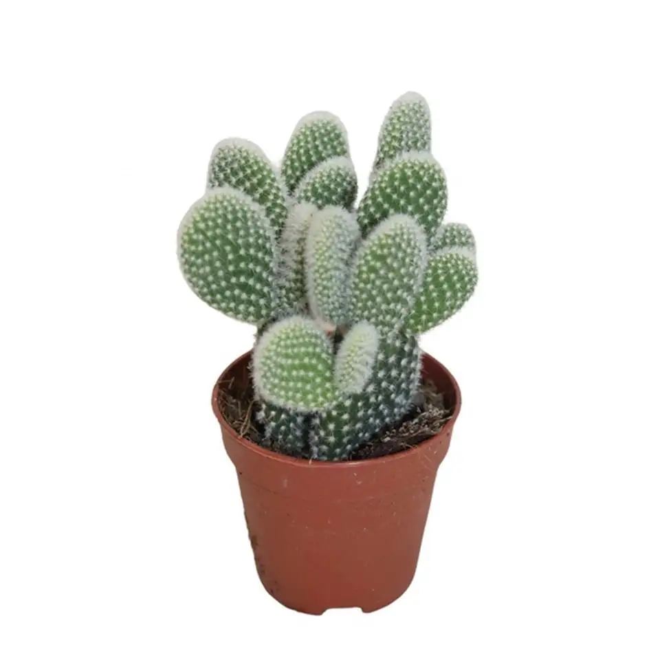 Кактус D5,5 H10 - Opuntia microdasys albata