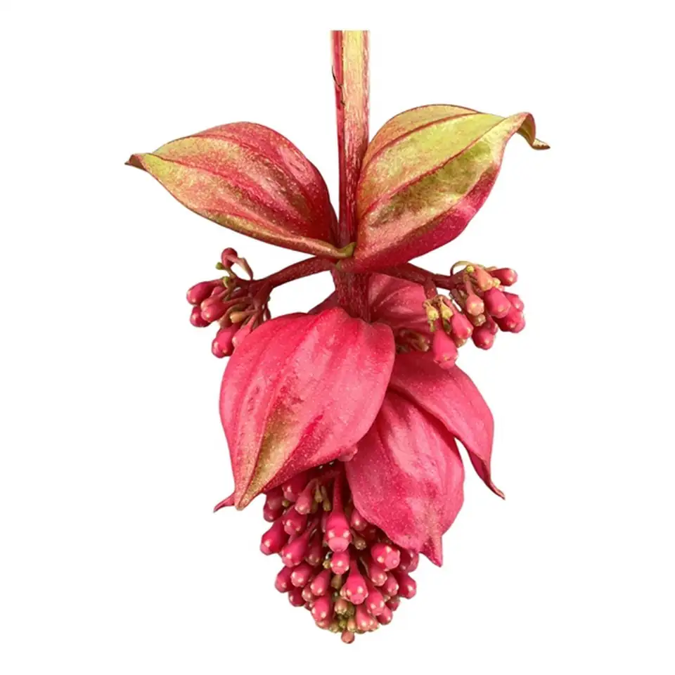 Мединила D17 H55 - Medinilla Flamenco - Image 2