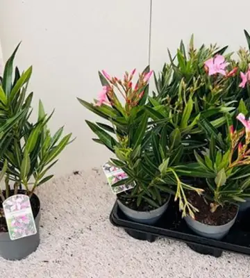 Олеандър D14 H50 - Nerium Oleander Pink