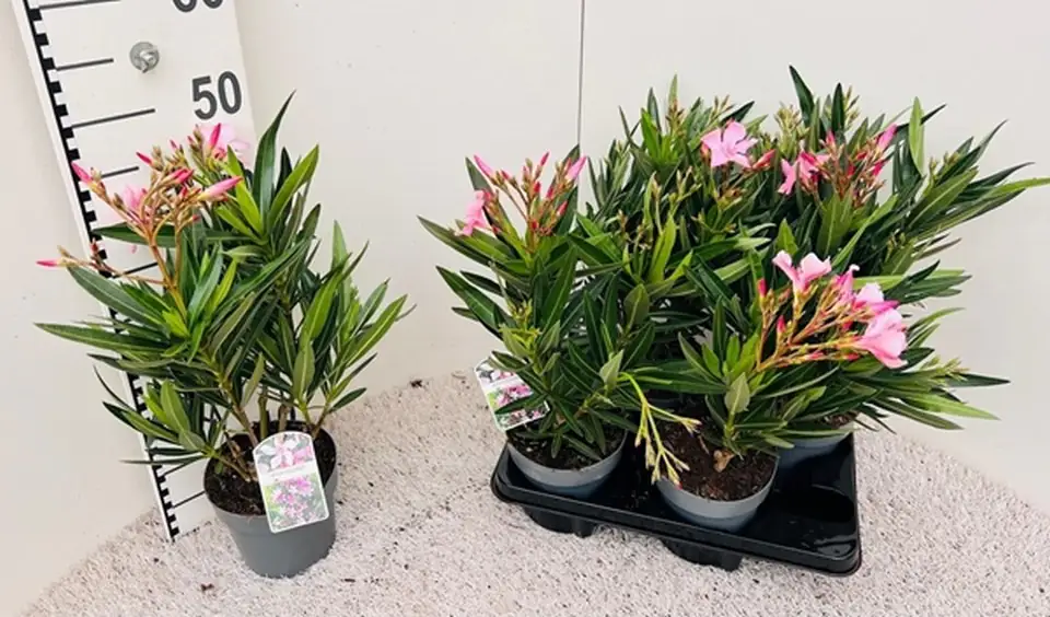 Олеандър D14 H50 - Nerium Oleander Pink