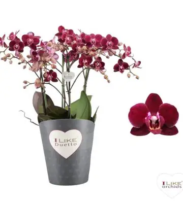 Орхидея D17 H55 - Phalaenopsis MF Duetto Cartagena