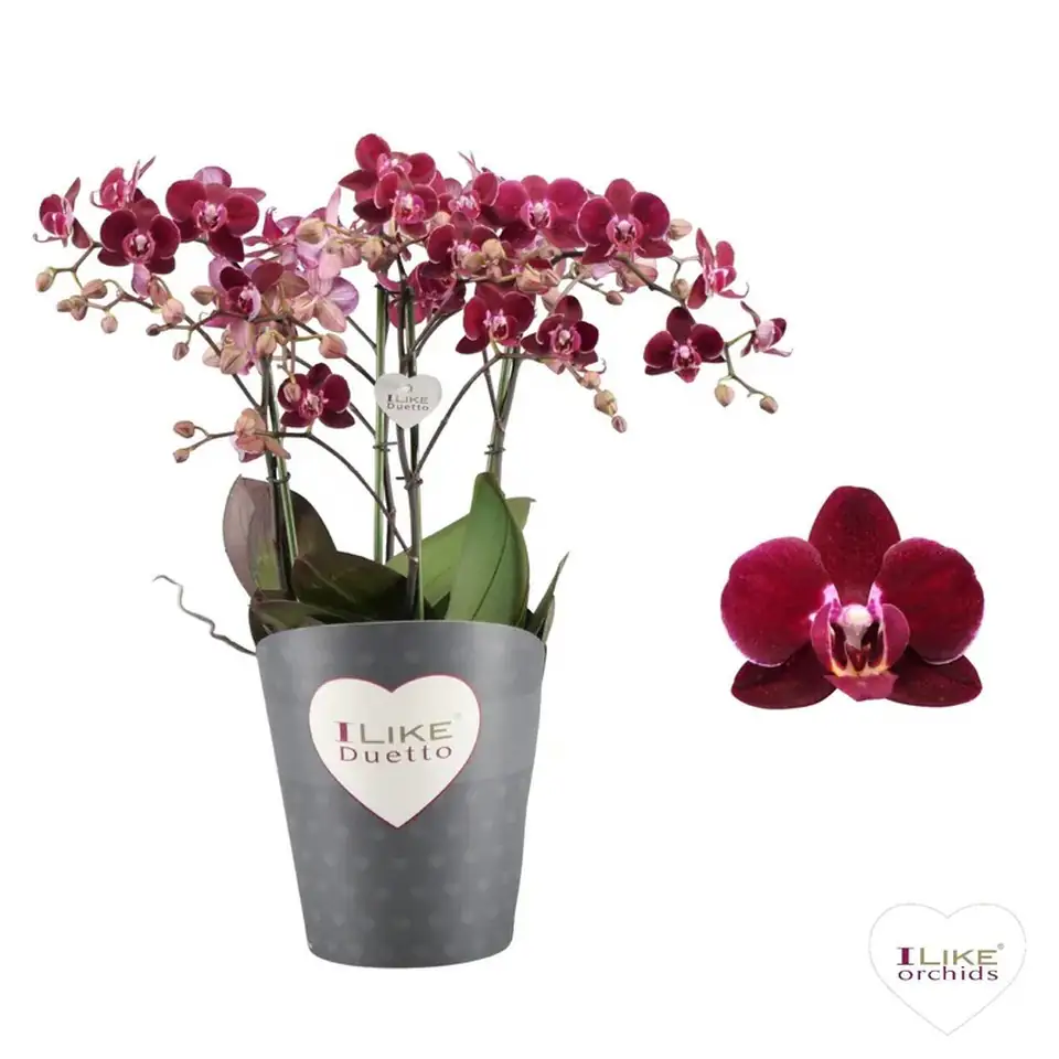 Орхидея D17 H55 - Phalaenopsis MF Duetto Cartagena
