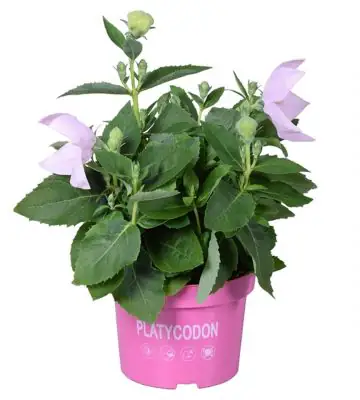 Платикодон D12 H25 - Platycodon Astra pink