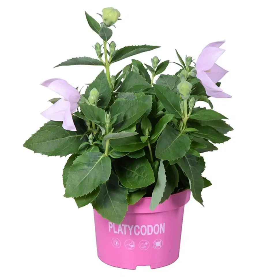 Платикодон D12 H25 - Platycodon Astra pink