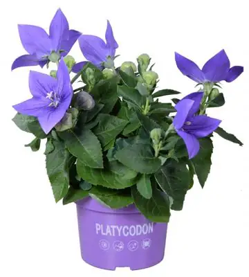Платикодон D13 H27 - Platycodon Astra blue