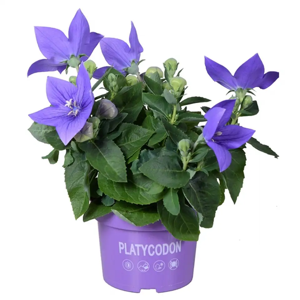 Платикодон D13 H27 - Platycodon Astra blue
