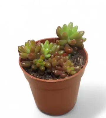 Седум D5,5 H10 - Sedum Rubrotinctum Jelly Beans
