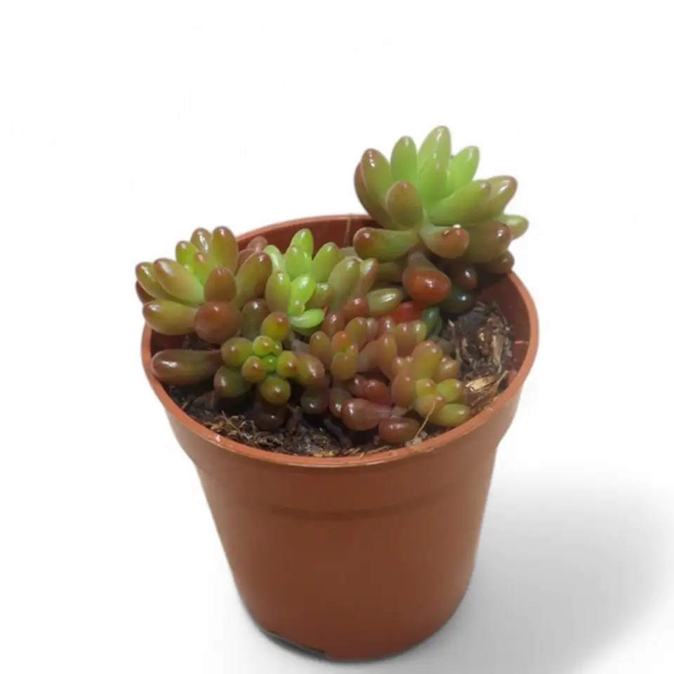 Седум D5,5 H10 - Sedum Rubrotinctum Jelly Beans