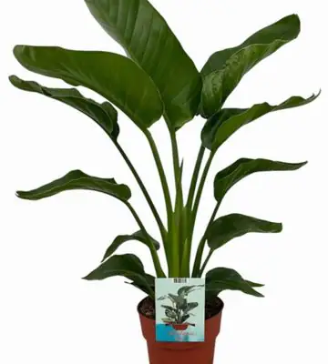 НАЧАЛО 6 Стрелиция D19 H100 - Strelitzia Nicolai