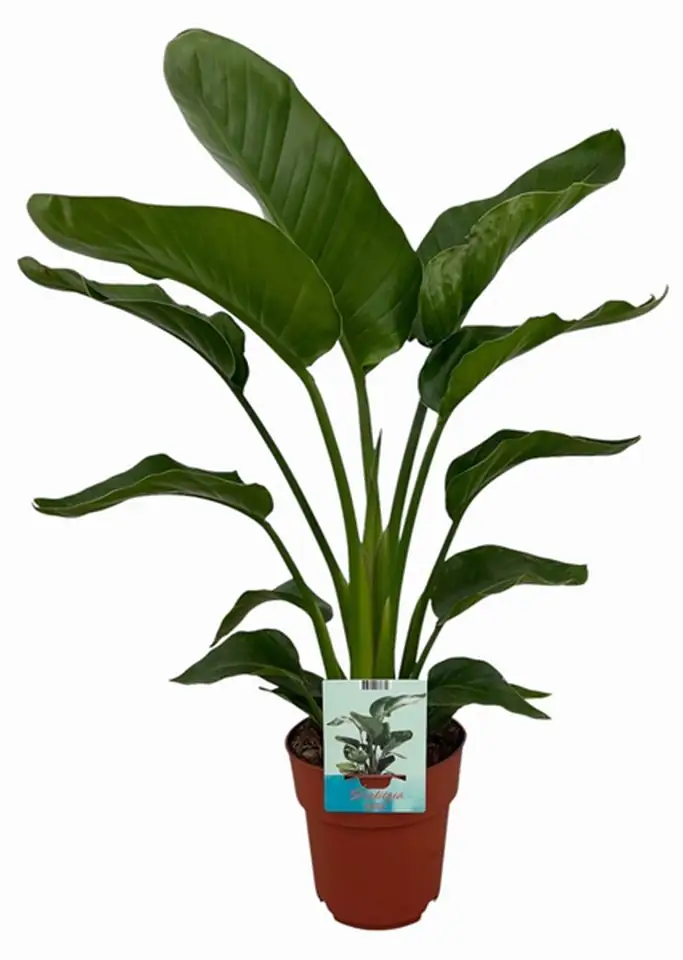 Стрелиция D19 H100 - Strelitzia Nicolai