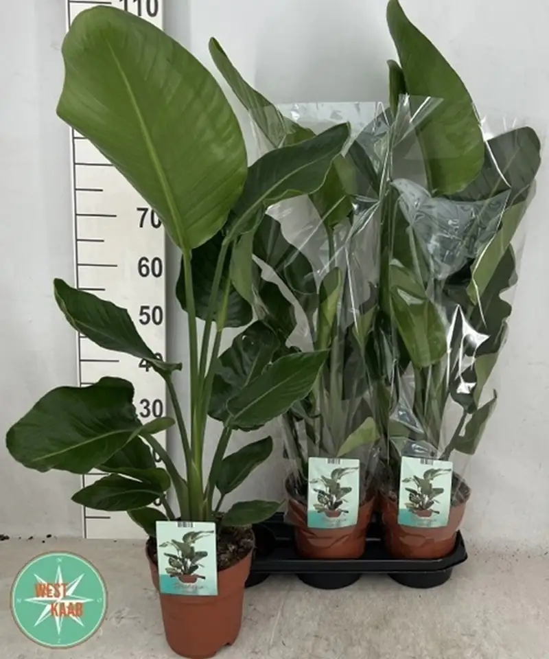 Стрелиция D19 H100 - Strelitzia Nicolai - Image 2