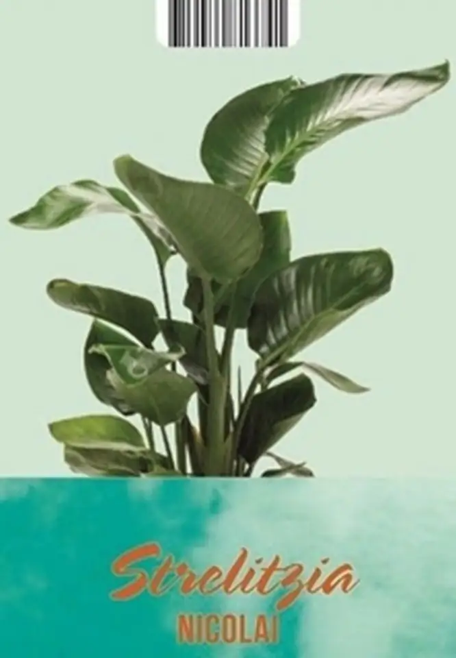 Стрелиция D19 H100 - Strelitzia Nicolai - Image 3