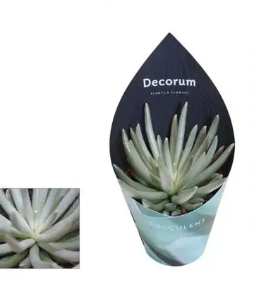 Сукулент D8,5 H15 - Senecio scaposus