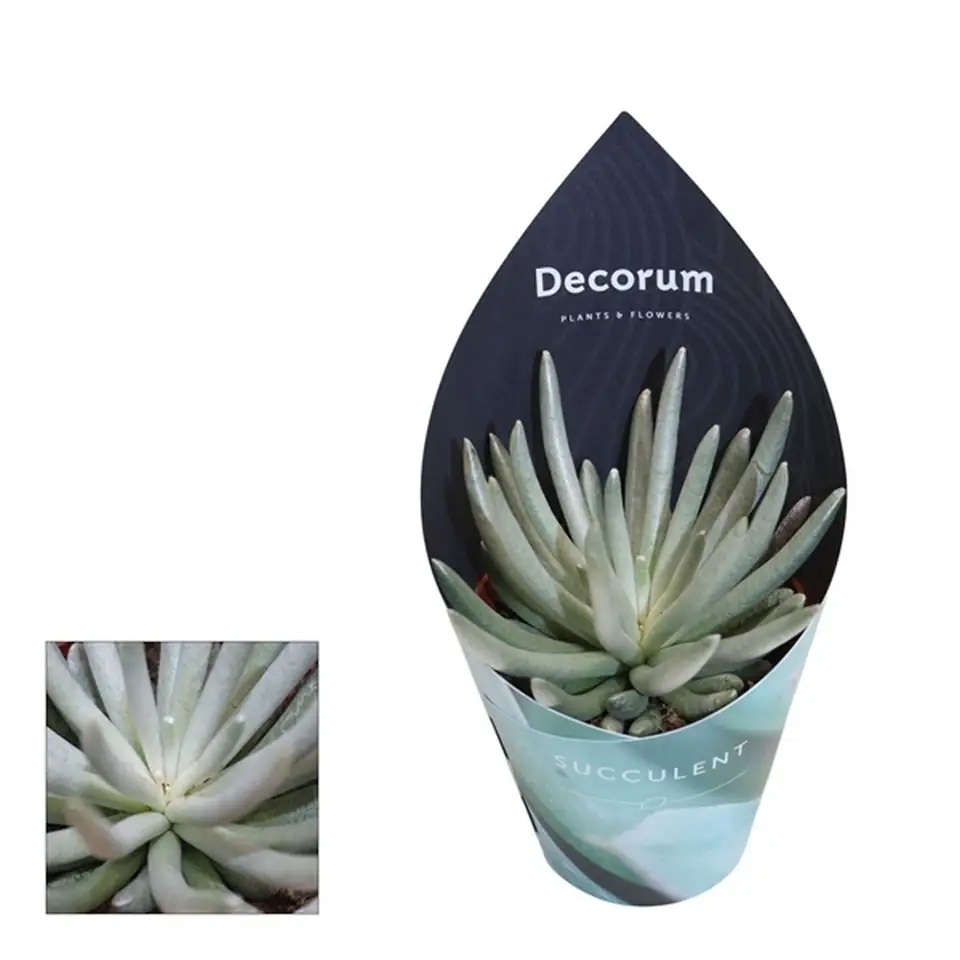 Сукулент D8,5 H15 - Senecio scaposus