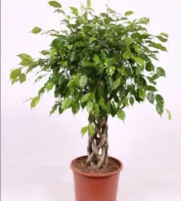 Фикус D27 H120 - Ficus benjamina Exotiica twisted stem
