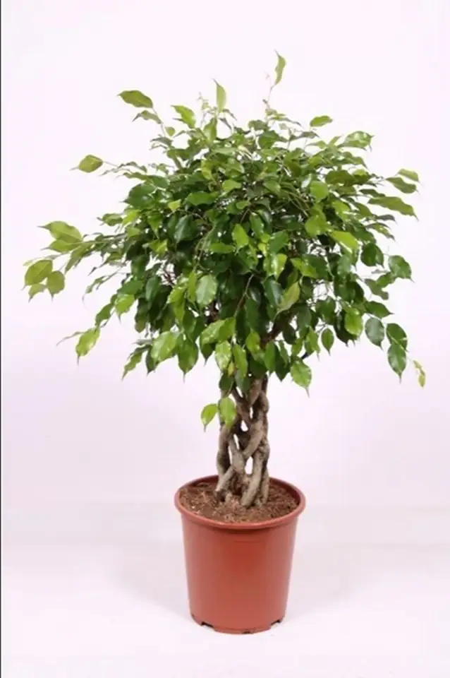 Фикус D27 H120 - Ficus benjamina Exotiica twisted stem