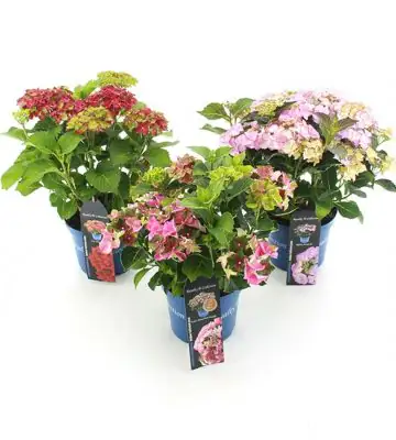 Хортензия D20 H40 - Hydrangea Royalty Collection mix