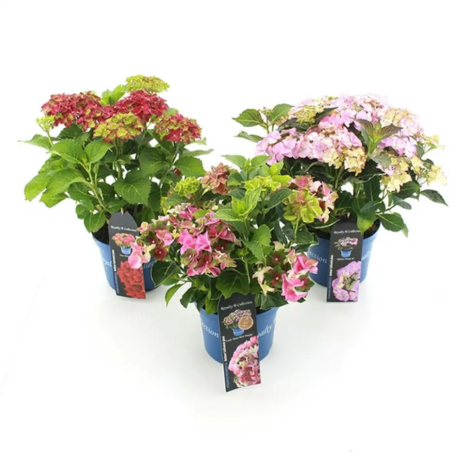Хортензия D20 H40 - Hydrangea Royalty Collection mix