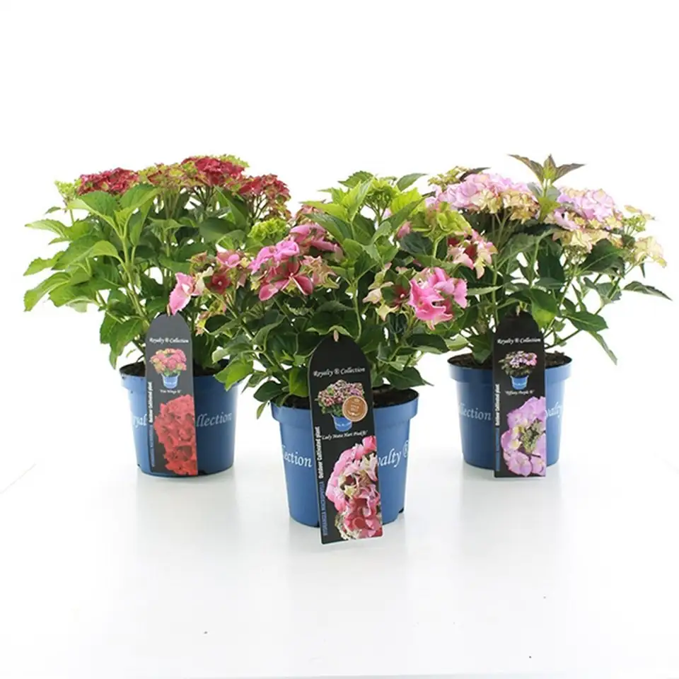 Хортензия D20 H40 - Hydrangea Royalty Collection mix - Image 2