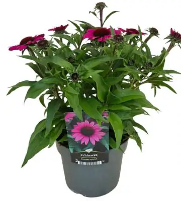 Ехинацея D17 H40 - Echinacea Chunky Purple