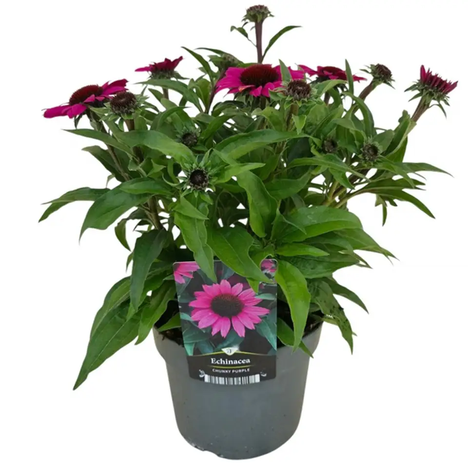 Ехинацея D17 H40 - Echinacea Chunky Purple